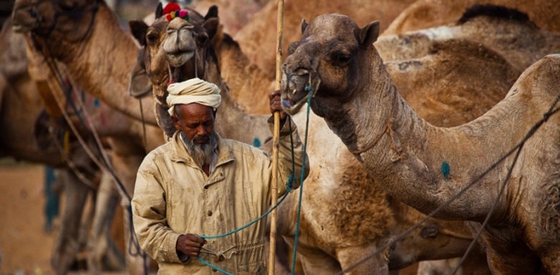 Пушкар, ярмарка верблюдов (Индия) 2012