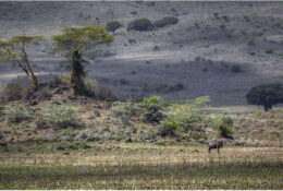 Танзанія 2014 (131/132)