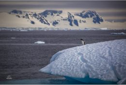 Антарктида 2014-15 (111/129)