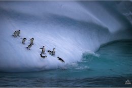 Антарктида 2016-17 (3/100)