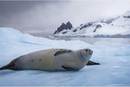 Антарктида 2016-17 (49/100)