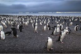 Антарктида 2016-17 (54/100)
