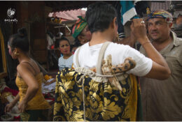 Танці Баронг і Кетчак (Балі) 2013 (48/54)