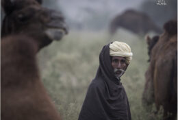 India, Camel Fair 2013 (2/82)