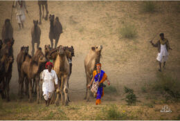 India, Camel Fair 2013 (9/82)