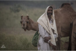 India, Camel Fair 2013 (10/82)