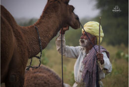 India, Camel Fair 2013 (15/82)