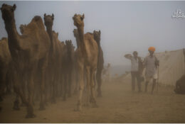 India, Camel Fair 2013 (17/82)