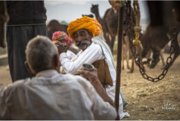 India, Camel Fair 2013 (22/82)
