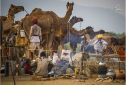 India, Camel Fair 2013 (24/82)