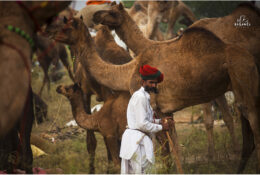 India, Camel Fair 2013 (27/82)