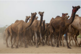 India, Camel Fair 2013 (33/82)
