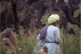 India, Camel Fair 2013 (35/82)