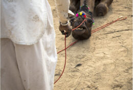 India, Camel Fair 2013 (36/82)