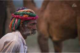 India, Camel Fair 2013 (38/82)