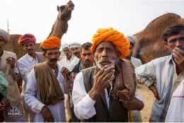 India, Camel Fair 2013 (42/82)