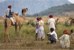 India, Camel Fair 2013 (43/82)