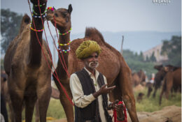 India, Camel Fair 2013 (52/82)
