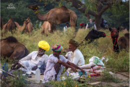 India, Camel Fair 2013 (54/82)