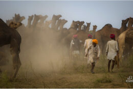 India, Camel Fair 2013 (55/82)
