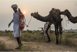 India, Camel Fair 2013 (58/82)