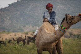India, Camel Fair 2013 (62/82)