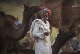 India, Camel Fair 2013 (63/82)