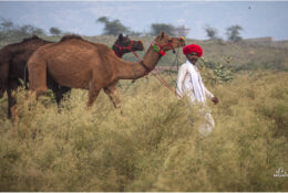 India, Camel Fair 2013 (64/82)