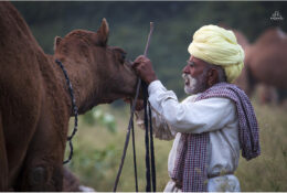 India, Camel Fair 2013 (65/82)