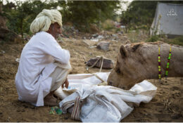 India, Camel Fair 2013 (70/82)