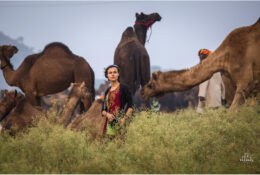 India, Camel Fair 2013 (72/82)