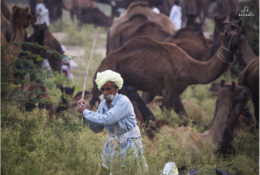 India, Camel Fair 2013 (74/82)