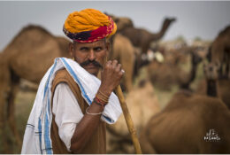 India, Camel Fair 2013 (79/82)