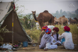 India, Camel Fair 2013 (81/82)