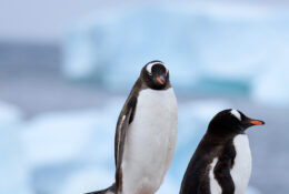 Antarctica_photo_Pavel_Sepi_2024 (7/31)