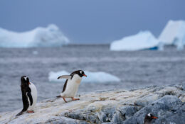 Antarctica_photo_Pavel_Sepi_2024 (12/31)