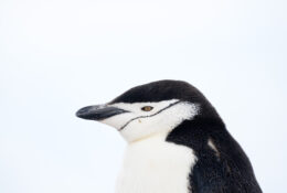 Antarctica_photo_Pavel_Sepi_2024 (17/31)