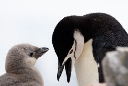 Antarctica_photo_Pavel_Sepi_2024 (22/31)