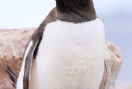 Antarctica_photo_Pavel_Sepi_2024 (27/31)