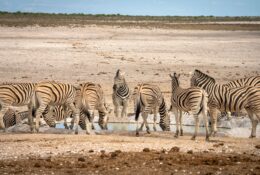 Namibia_New_Year (43/71)