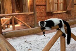 Madagascar_and_Mauritius_2026 (6/70)