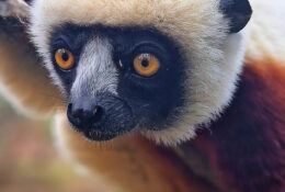 Madagascar_and_Mauritius_2026 (7/70)