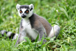 Madagascar_and_Mauritius_2026 (26/70)