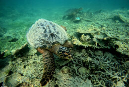Madagascar_and_Mauritius_2026 (27/70)