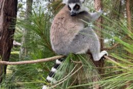 Madagascar_and_Mauritius_2026 (31/70)