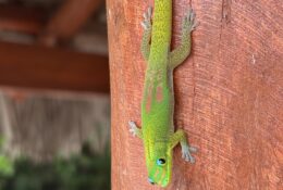 Madagascar_and_Mauritius_2026 (33/70)