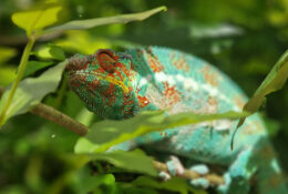 Madagascar_and_Mauritius_2026 (36/70)