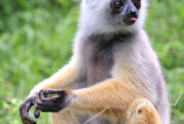 Madagascar_and_Mauritius_2026 (55/70)