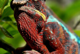Madagascar_and_Mauritius_2026 (68/70)