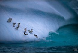 Антарктида 2016-17 (2/116)